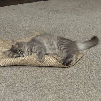 Ziploc -  Domestic Medium Hair Cat for Adoption in Durham, North Carolina - Ziploc | PetCurious