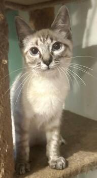 Sunny -  Domestic Short Hair Cat for Adoption in Anchorage, Alaska - Sunny | PetCurious