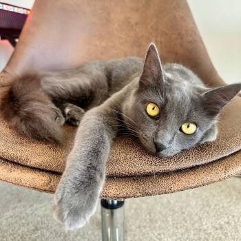 Rescue Domestic Long Hair Cats for Adoption in Garden Grove, California - Yoli | PetCurious
