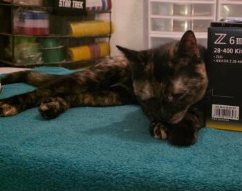 Domestic Short Hair Cats Available for Adoption in San Antonio, Texas - Ginger | PetCurious