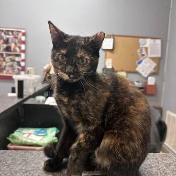 Domestic Short Hair Cats Available for Adoption in Dyersburg, Tennessee - East 8 | PetCurious