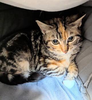 Domestic Short Hair Cats Available for Adoption in Liverpool, New York - Chloe | PetCurious
