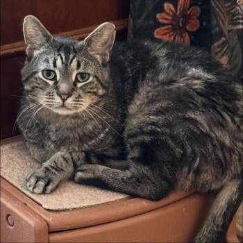 Rescue Tabby Cats for Adoption in New York, New York - Angelo | PetCurious