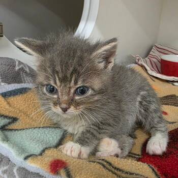 Creosote -  Domestic Short Hair Cat for Adoption in Phoenix, Arizona - Creosote | PetCurious
