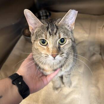 Ginger -  Domestic Short Hair Cat for Adoption in Indianapolis, Indiana - Ginger | PetCurious