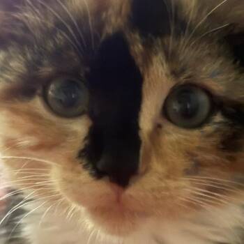 Deanna Bunny Callahan -  Domestic Short Hair Cat for Adoption in Eagle Mountain, Utah - Deanna Bunny Callahan | PetCurious