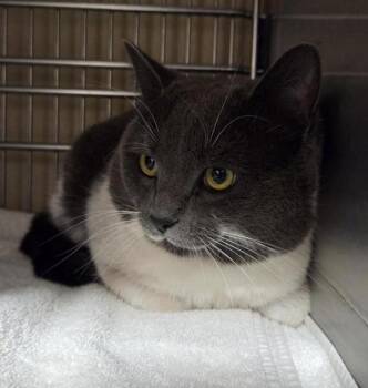Domestic Short Hair Cats Available for Adoption in Vancouver, Washington - Nimbus Bolimbus | PetCurious