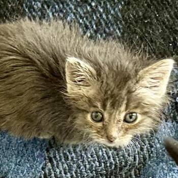 Emmett -  Domestic Medium Hair Cat for Adoption in Grantsville, Utah - Emmett | PetCurious