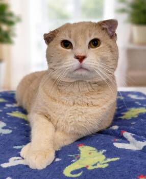 Domestic Short Hair and American Bobtail Cats Available for Adoption - Orb | PetCurious