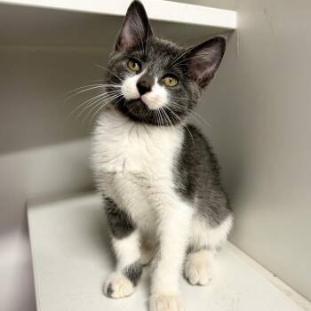 Jethro -  Domestic Short Hair Cat for Adoption in Saint Joseph, Missouri - Jethro | PetCurious