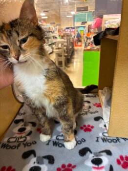 Domestic Short Hair Cats Available for Adoption - Alley Cat | PetCurious