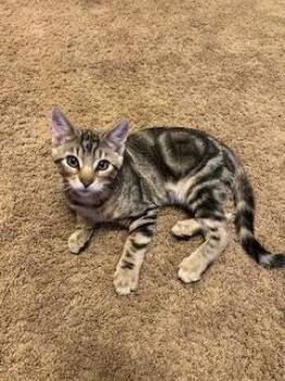 Domestic Short Hair Cats Available for Adoption - **Cat Cafe** Chihiro | PetCurious