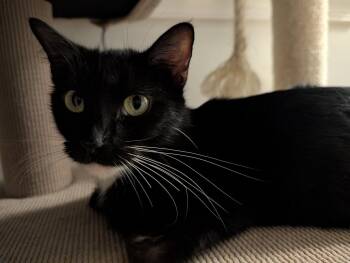 Domestic Short Hair Cats Available for Adoption - Tessa | PetCurious