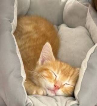 Rescue Domestic Short Hair Cats for Adoption in Algona, Iowa - Garfield | PetCurious