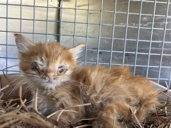 Domestic Medium Hair Cats Available for Adoption in Dallas, Texas - TALLY | PetCurious
