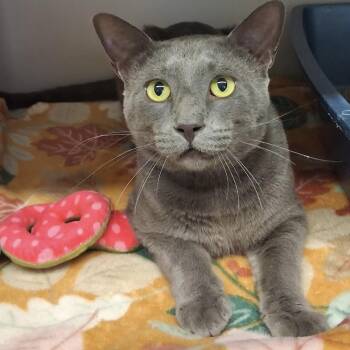 Steelix -  Domestic Short Hair Cat for Adoption in Denison, Texas - Steelix | PetCurious