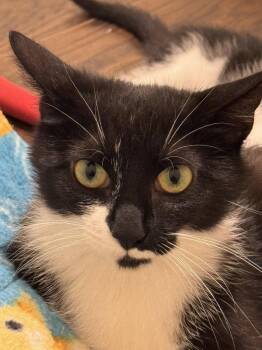 Stella -  Domestic Short Hair Cat for Adoption in Evergreen, Colorado - Stella | PetCurious