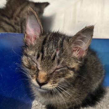 Rocky Road -  Domestic Short Hair Cat for Adoption in Fairmont, West Virginia - Rocky Road | PetCurious