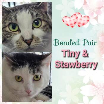 Domestic Short Hair Cats Available for Adoption in Southbury, Connecticut - Strawberry | PetCurious