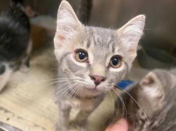 BABY -  Domestic Short Hair Cat for Adoption in Fort Wayne, Indiana - BABY | PetCurious