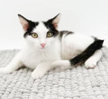 Turkish Van and Tuxedo Cats Available for Adoption - Jackson Is A Joy! BW Snuggle Bug! | PetCurious
