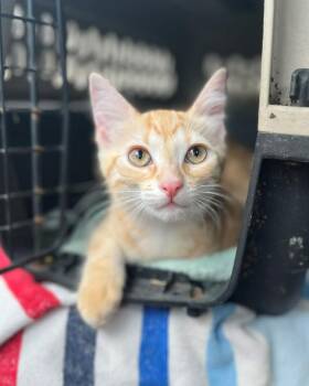 Toast -  American Shorthair Cat for Adoption in Gulfport, Mississippi - Toast | PetCurious
