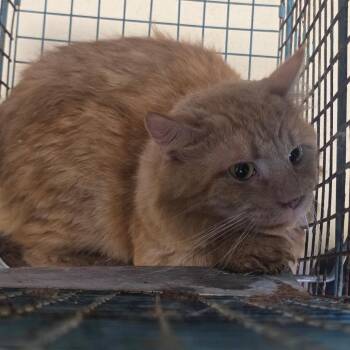 Leonidas -  Domestic Short Hair Cat for Adoption in Austin, Texas - Leonidas | PetCurious