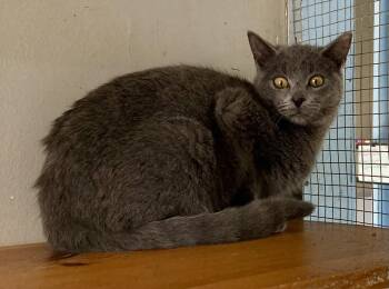Rescue Domestic Short Hair Cats for Adoption in Louisa, Kentucky - ASIA | PetCurious