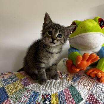 Lizzie -  Domestic Short Hair Cat for Adoption in Georgetown, Kentucky - Lizzie | PetCurious