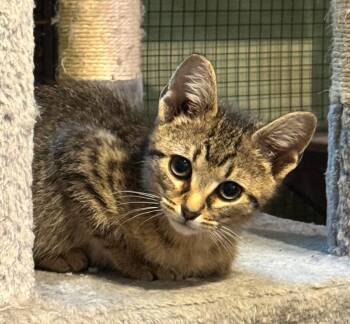 Domestic Short Hair Cats Available for Adoption in Newnan, Georgia - *Palmier | PetCurious