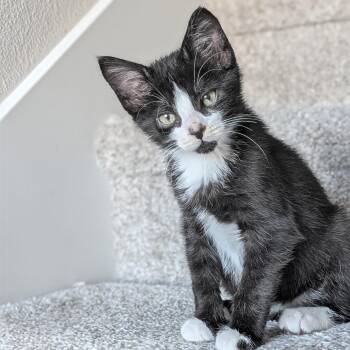 Elmer -  Domestic Short Hair Cat for Adoption in Portland, Oregon - Elmer | PetCurious