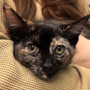 Zen -  Domestic Short Hair Cat for Adoption in Lenexa, Kansas - Zen | PetCurious