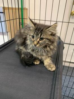 Saharah -  Domestic Short Hair Cat for Adoption in Wetaskiwin, Alberta - Saharah | PetCurious