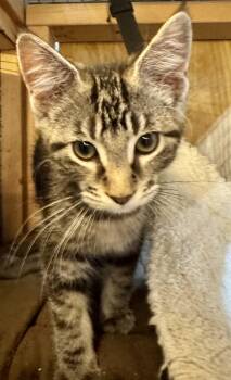 Riku -  Domestic Short Hair Cat for Adoption in Centerville, Georgia - Riku | PetCurious