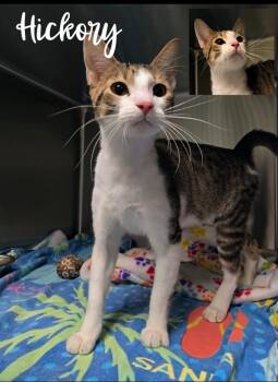 Domestic Short Hair Cats Available for Adoption in Blountville, Tennessee - Hickory | PetCurious