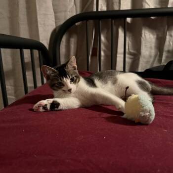 Weaver--In Foster -  Domestic Short Hair Cat for Adoption in Fargo, North Dakota - Weaver--In Foster | PetCurious
