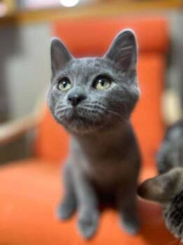 Higgins -  Domestic Short Hair Cat for Adoption in Chicago, Illinois - Higgins | PetCurious