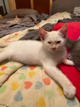 Sven Jorgensen (FeLV+) -  Siamese Cat for Adoption in Minneapolis, Minnesota - Sven Jorgensen (FeLV+) | PetCurious