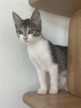 Rescue Domestic Short Hair Cats for Adoption in Klein, Texas - Beau | PetCurious