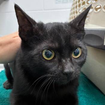 Domestic Short Hair Cats Available for Adoption in Corpus Christi, Texas - Comette | PetCurious