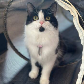 Moose -  Domestic Long Hair Cat for Adoption in Port Washington, New York - Moose | PetCurious