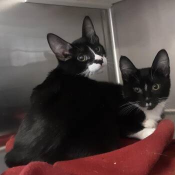 Domestic Short Hair Cats Available for Adoption in Spokane, Washington - Cricket | PetCurious