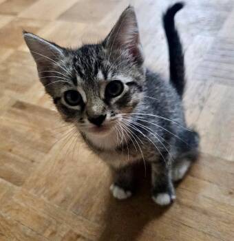 Domestic Short Hair Cats Available for Adoption in Hudson, New Hampshire - Fritz | PetCurious
