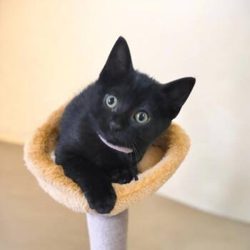 Harley Quinn -  Domestic Short Hair Cat for Adoption in South Elgin, Illinois - Harley Quinn | PetCurious