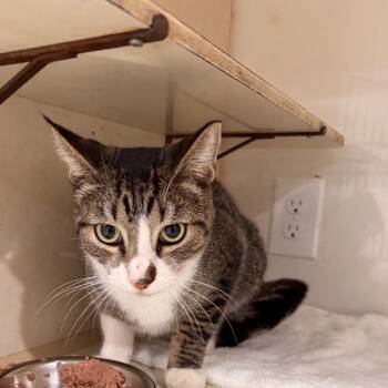 Rescue Domestic Short Hair Cats for Adoption in Harlingen, Texas - Carlos | PetCurious