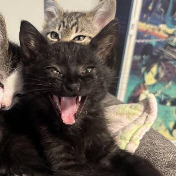 Hardy -  Domestic Short Hair Cat Available for Adoption in Elfin Forest, California - Hardy | PetCurious