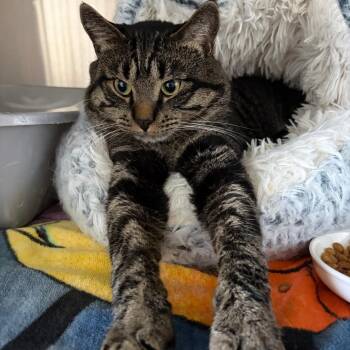 Tommie -  Domestic Short Hair Cat for Adoption in Concord, New Hampshire - Tommie | PetCurious