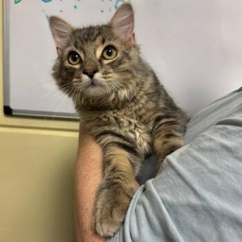 Banana Bread -  Domestic Medium Hair Cat for Adoption in Richmond, Virginia - Banana Bread | PetCurious