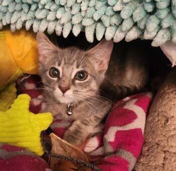 Rescue Domestic Short Hair Cats for Adoption in Hampstead, North Carolina - Davis | PetCurious