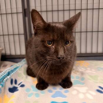 Severus -  Domestic Short Hair Cat for Adoption in Duncan, Oklahoma - Severus | PetCurious
